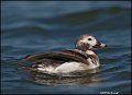 _0SB9174long-tailed duck